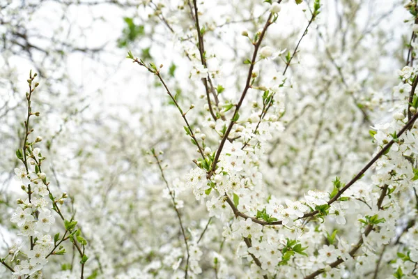 Çiçek açan vişne arkaplanı. Kiraz çiçeklerinin yakın plan çekimi.