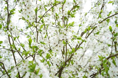 Gelişen elma arkaplanı. Elma çiçeklerinin yakın çekimi.