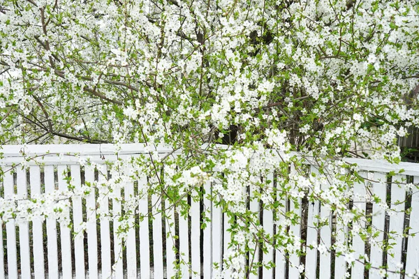 Cherry Apple Blossom White Wooden Fence — Stok Foto