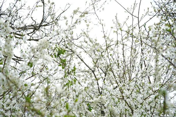 Çiçek açan kiraz arkaplanı, yakın plan kiraz çiçekleri..