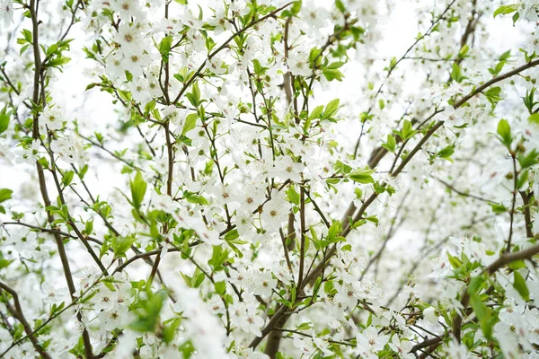 Gelişen elma arkaplanı. Elma çiçeklerinin yakın çekimi.