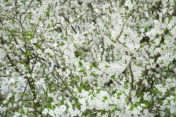 Blossoming Cherry Background Close Cherry Blossoms — Stock Photo, Image