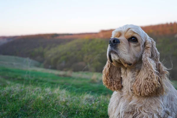 American Cocker Spaniel Młody Zielonej Trawie Wieczorne Słońce Miejsce Tekst — Zdjęcie stockowe