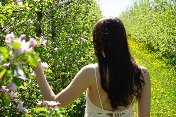 Jaře Kvetoucí Jablečný Sad Krásná Dívka Hnědými Vlasy Kvetoucím Jablečném — Stock fotografie