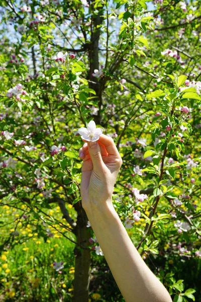 Pomar Maçã Florescente Mão Femele Primavera Jovem Verticalmente Manicura Feminina — Fotografia de Stock