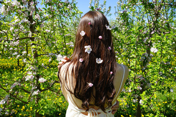Beautiful girl with brown hair in a blooming apple orchard with white flowers. Blossoming apple orchard in spring.