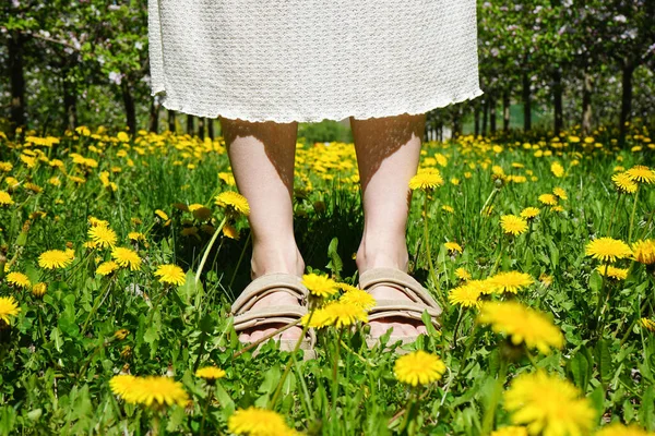 Nohy Mladé Ženy Pozadí Pole Kvetoucích Pampelišek Kvetoucí Jablečný Sad — Stock fotografie