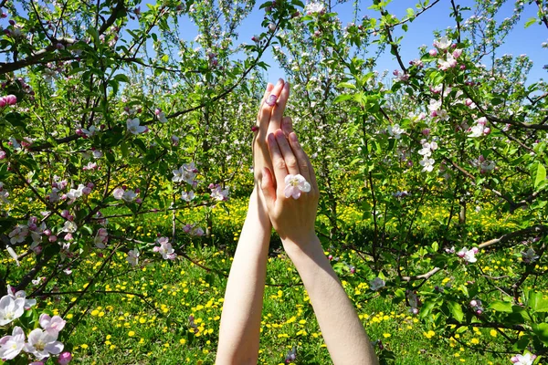 Huerto Manzanas Flor Primavera Mano Femele Joven Manicura Femenina — Foto de Stock