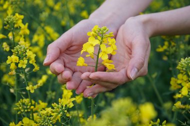 Çiçek açan kolza tohumu tarlasında genç bir kadının elleri, çiçeklere dokunmak, yakın plan..