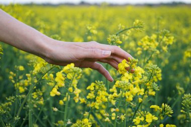 Kadın eli tarlada çiçek açan kolza tohumu mahsulüne dokunuyor, yakın plan..