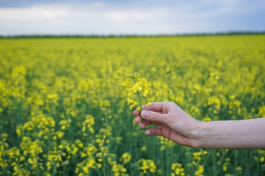 Dişi el tarlada açan kolza tohumu mahsulüne dokunuyor. Doğa arkaplanı.