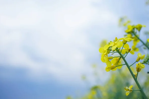 Flowering Rapeseed Blue Sky Clouds Blooming Canola Field Close — Stock Photo, Image