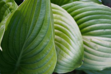 Yazın Hosta 'nın yeşil yaprakları. Dekoratif bahçe tesisi Hosta, yakın plan. Yeşil yaşam konsepti.