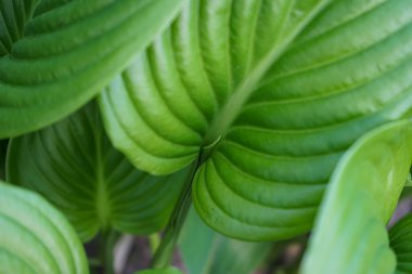 Yazın Hosta 'nın yeşil yaprakları. Dekoratif bahçe tesisi Hosta, yakın plan. Yeşil yaşam konsepti.