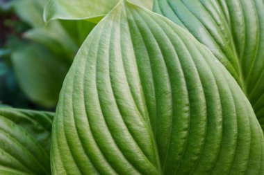 Yazın Hosta 'nın yeşil yaprakları. Dekoratif bahçe tesisi Hosta, yakın plan. Yeşil yaşam konsepti.