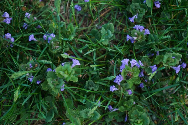 Grönt Gräs Och Vilda Blommor Grönt Gräs Yta Bakgrund Platt — Stockfoto