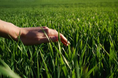 Genç yeşil buğday tarlası. Kadın elinin buğday kulaklarına dokunuşunun yakın çekimi.