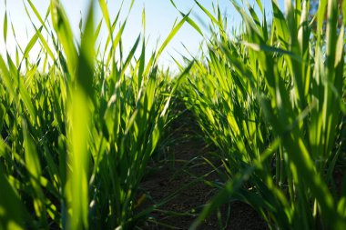 Bahar buğdayının iyi durumda, yakın plan, doğal arka plan..