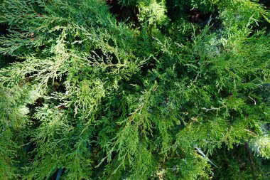 Thuya Dalı Occidentalis, her zaman yeşil kozalaklı ağaç, üst manzara.