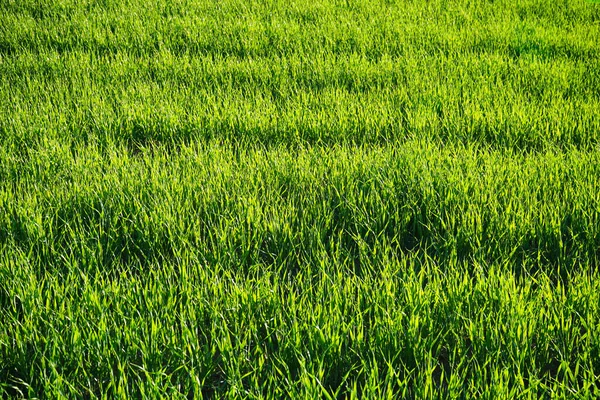 Junge Weizensetzlinge Die Auf Einem Feld Wachsen Natürlicher Hintergrund — Stockfoto