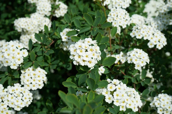 Krzew Kwitnący Wiosną Wieloma Białymi Kwiatami Spirea Spiraea Cantoniensis Zbliżenie — Zdjęcie stockowe