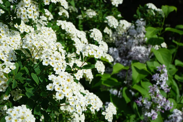 Spring Blooming Shrub Many White Flowers Spirea Spiraea Cantoniensis Closeup — Stock Photo, Image