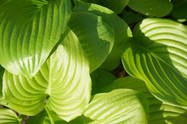 Dekoratif bahçe tesisi Hosta, yakın plan. Yazın Hosta 'nın yeşil yaprakları, üst manzara. Yeşil yaşam konsepti.