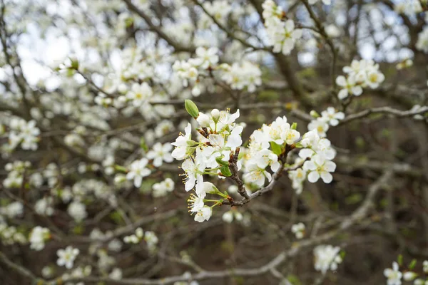 Blossoming Tree Apple Tree Blossoming Fruit Tree Branches Close Spring — Stock Photo, Image