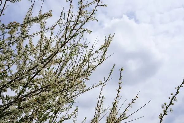 Árbol Que Florece Del Manzano Ramas Florecientes Árboles Frutales Temporada — Foto de Stock