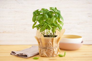 Taze yeşil fesleğen, ahşap arka planda saksıda..