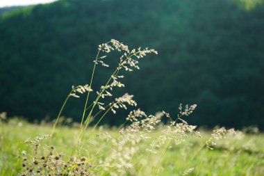 Fresh green grass field on blurred bokeh background close up,  beautiful sunlight summer lawn, spring season nature landscape.