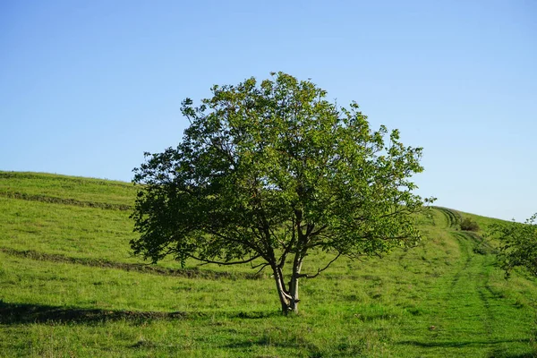 Green Tree Meadow Sunny Summer Day — Stock Photo, Image
