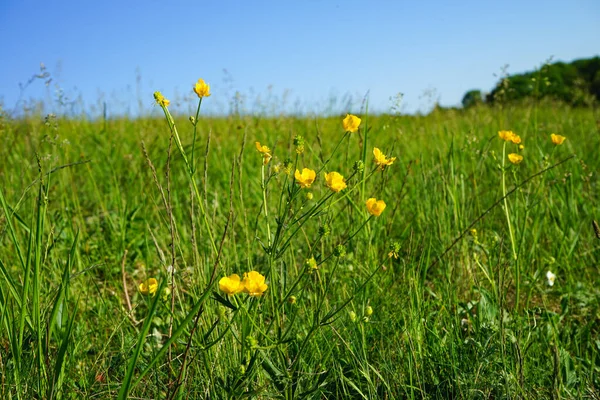 Meadow Yellow Wildflowers Flowers Sunny Summer Day Close — Stockfoto