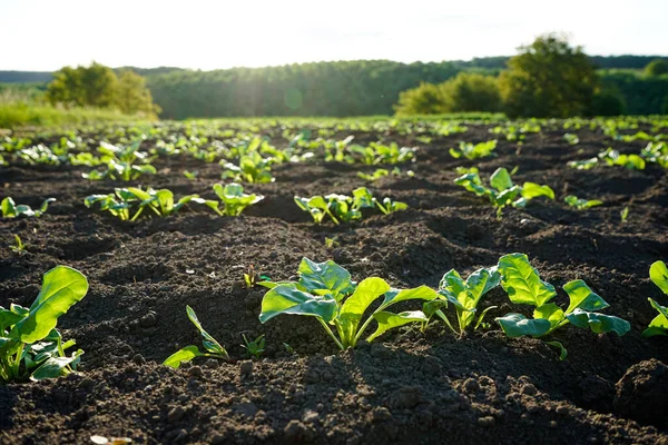 Agricultural Plants Grow Ground Natural Organic Food Crop Growing Rich — Stockfoto