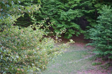 Nature of Ukraine. Landscape of the Chernivtsi region, dense forest. 