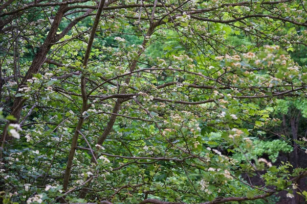 Landscape of the Chernivtsi region, dense forest, close-up. Nature of Ukraine.