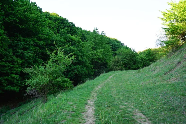 Nature of Ukraine. Landscape of the Chernivtsi region, path and dense forest.