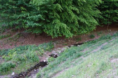 Spring natural landscape. Forest ravine with a small stream. 