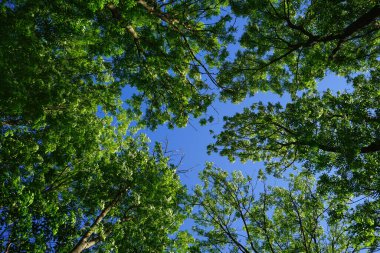 Green trees in the forest, blue sky and sunbeams.