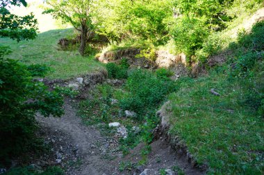 Sunny day. Spring green forest. 