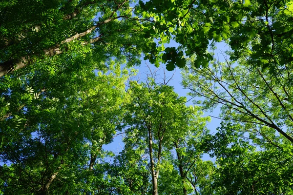 Tops Green Trees Blue Cloudy Sky Sunny Day — Stock Photo, Image