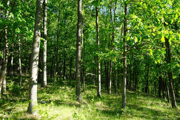 Sunny Day Spring Green Forest — Stock Photo, Image