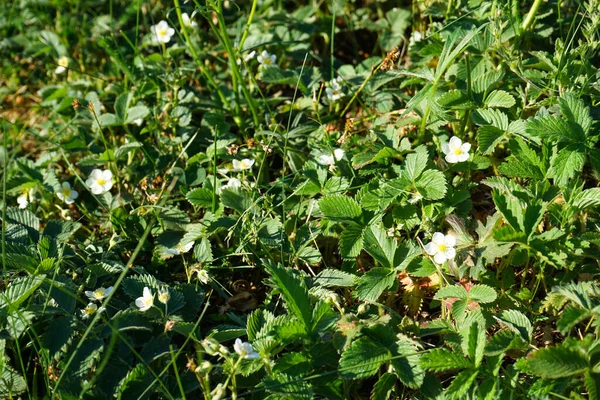 Blooming Wild Strawberry Bushes Close — Stockfoto