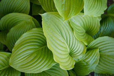 Dekoratif bahçe tesisi Hosta, yakın plan. Yazın Hosta 'nın yeşil yaprakları, üst manzara. Yeşil yaşam konsepti.