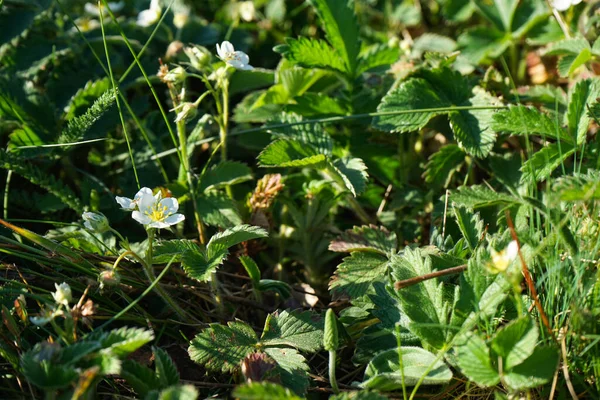 Blooming Wild Strawberry Bushes Close — Stockfoto