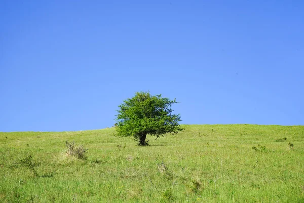Green Tree Meadow Sunny Summer Day — Stock Photo, Image