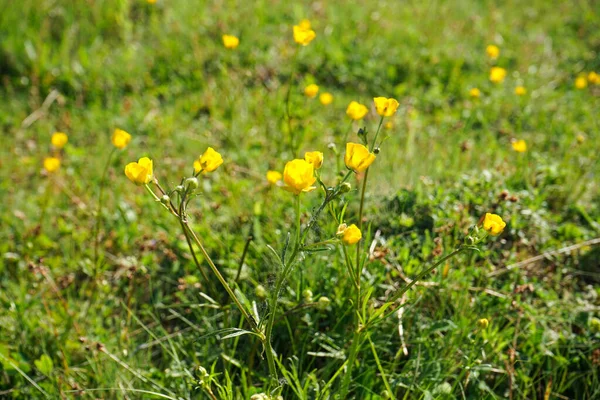 Meadow Yellow Wildflowers Flowers Sunny Summer Day Close — Fotografia de Stock