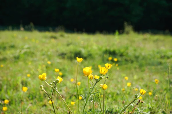 Meadow Yellow Wildflowers Flowers Sunny Summer Day Closeup — Stockfoto