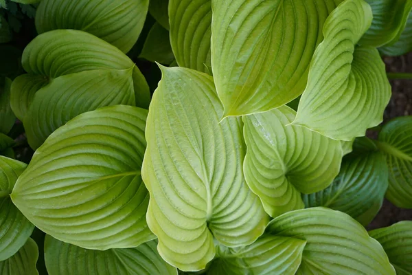 Decorative Garden Plant Hosta Close Green Leaves Hosta Summer Top — Stock Photo, Image