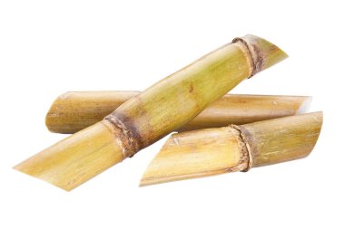 Sugarcane isolated on white background, close-up.